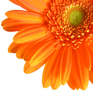 Orange Barberton daisy